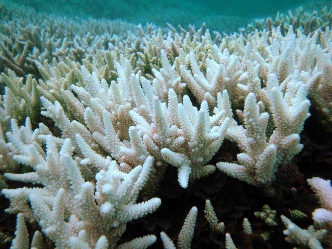 Bleached corals © ARC Centre of Excellence Coral Reef Studies http://www.coralcoe.org.au/